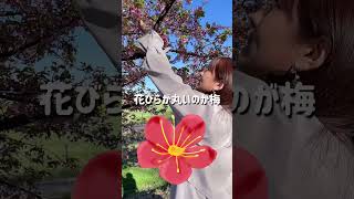 【99％知らない】妻の桜の見分け方が天才すぎた #shorts