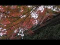 🍁平泉【中尊寺：弁慶堂の紅葉状況🍁】見頃⭕【東北ツアー🗾】和楽の会民謡より