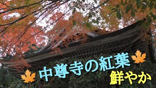 🍁平泉【中尊寺：弁慶堂の紅葉状況🍁】見頃⭕【東北ツアー🗾】和楽の会民謡より