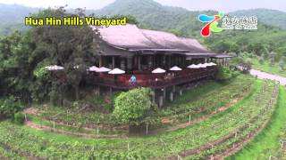 華欣泰正斗葡萄酒園Hua Hin Hills Vineyard---DJI Phantom 2 with GoPro / Aerial Thailand