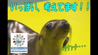 【アシカ】いっぱい、考えてます！（伊勢シーパラダイス／水族館）※間違えて同じ動画を2つあげてしまいましたが暖かい目で見てもらえると幸いです。