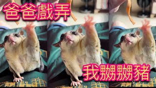 爸爸戲弄 我嬲嬲豬【蜜袋鼯的生活日常】【 Sugar Glider 】【フクロモモンガ】【ชูการ์ไกลเดอร์ครับ】【 슈가글라이더 】   @tutufamily