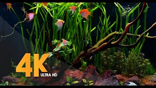 4K Angel Fish with Friends | 30 mins of Relaxing Aquarium