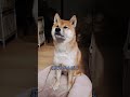 眠いのを我慢するこむぎ君が愛おしい　 short shiba shibainu 柴犬 こむぎ 眠い