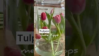 Tipps 🌷 für frische Tulpen