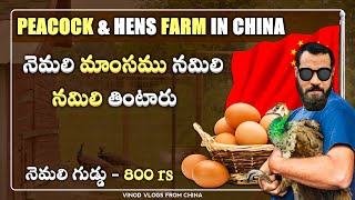 Peacock Farm in China || మనిషిని తప్ప దేన్నీ వదలరు.. || Vinod Vlogs from China