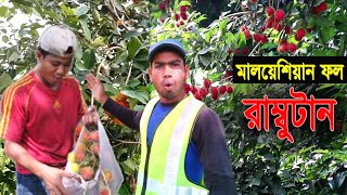 Malaysia original graft rambutan tree | Indonesia And Bangladesh Work | মালয়েশিয়া রামবুটান বাগান