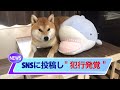 4 interesting video daily news of shiba inu that doesn t matter part 4