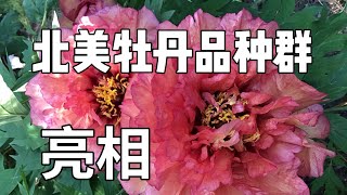 青石话牡丹芍药  牡丹北美品种群“亮相”啦 Lutea Hybrid Varieties