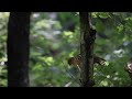 20100710野鳥・コジュケイの恋鳴きかも・・コジュケイ chinesebamboo partridge .avi