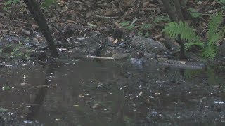 山中湖 大洞の泉のクロツグミ（雌）の水浴び　その１８（4K60P動画）