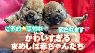 【豆柴・柴犬】究極の癒し❤︎かわいいまめしば赤ちゃんたち！！