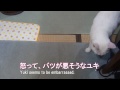 『ごめんにゃさい』噛んだことを反省する白猫ユキ white cat yuki reflects on an angry