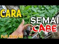 CARA MENYEMAI CABE RAWIT LENGKAP DARI 0 HINGGA SIAP TANAM