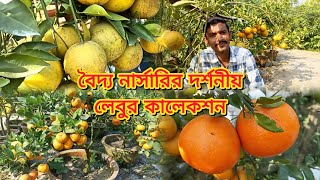 বৈদ্য নার্সারির দর্শনীয় লেবুর কালেকশন//BAGANBARI