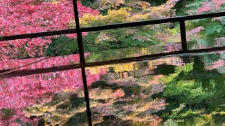 【京都_シニア旅】瑠璃光院の紅葉