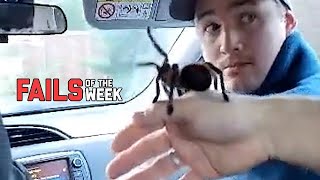 Is This Spider Poisonous! | Fails Of The Week