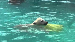 2011年6月4日　円山動物園　子グマのプール遊び