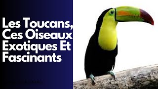 Tout Ce Que Vous Devez Savoir Sur Les Toucans, Ces Oiseaux Exotiques Et Fascinants