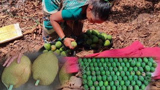 मुंबई ला न्यायला काढले खूप सारे हापूस आंबे | Ratnagiri Alphonso Mangoes #tejagurav