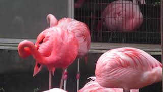 野毛山動物園　神奈川県横浜市西区　 フラミンゴ02