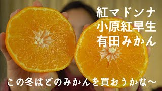 [4K] 美味しいのはどれ？「紅マドンナ」「小原紅早生」「有田みかん」の食べ比べ！お茶の師範にもレポートして頂きました。