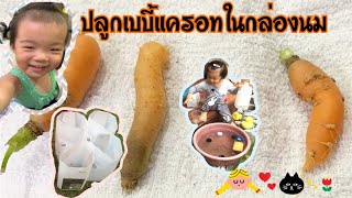 ปลูกเบบี้แครอทในกล่องนม | Baby carrot in milk bottle | tongtatongjai