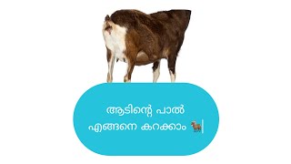 വെളുബി ആടിന്റെ കറവ കണ്ടല്ലോ പിന്ന ഒരു വാഴ കുല വെട്ടാലും 🍌😄😆