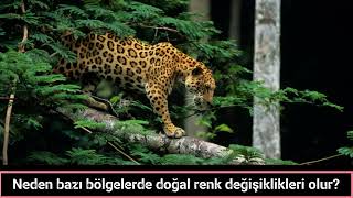 Neden bazı bölgelerde doğal renk değişiklikleri olur