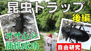 【昆虫トラップ】サナギ粉の威力「後編」～オサムシ捕獲～タイムラプス撮影でトラップにかかる瞬間の撮影に成功！