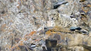 On Snow Leopard Mountain (15 min) | Planet Earth II | Behind The Scenes