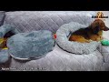 ミニチュアダックス フンド　ライブカメラ るるチャンネル miniature dachshund live camera ruru.channel