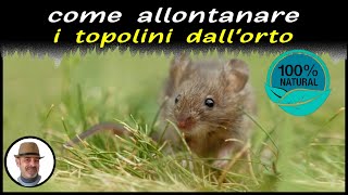 COME ALLONTANERE TALPE E TOPOLINI DALL'ORTO in modo biologico