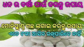 ମନିପ୍ଲାଣ୍ଟ ଗଛରେ କରନ୍ତୁ ଉପାୟ ଏତେ ଟଙ୍କା ଆସିବ ରଖିପାରିବେ ନାହିଁ