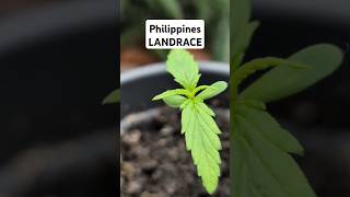 So keimen unsere Samen sicher & schnell! 🌱 | Grow Basics #1