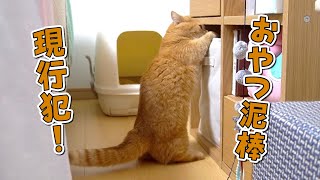 飼い主の目の前で大胆におやつを盗もうとする食いしん坊猫！