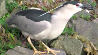 Black-crowned Night Heron:  Dude ... and Predator--NARRATED