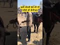 ਬਲੀ ਬੱਧਨੀ ਝੋਟੇ ਦੀ ਧੀ ਧਨੌਲੇ ਮੇਲੇ ਦੀ ਚੈਪੀਅਨ। dhaliwaldairyfarm shortvideo viral