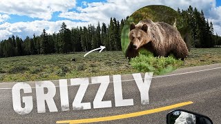 Grizzly bear + 3 cubs encounter on motorcycle - YELLOWSTONE 🇺🇸 |S6-E115|