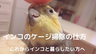 インコのケージ掃除の仕方