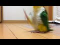 funny parrot stomping around like its mad. full hd best video