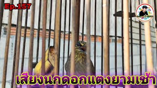 เสียงนกดอกแตงEp.157 กินกาแฟฟังเสียงนกต่อเจ้าบันเทิงยามเช้า(Stripe-throated Bulbul)