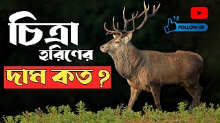 হরিণের দাম কত?  কোথায় থেকে চিএা হরিণ ক্রয় করবেন এবং চিত্রা হরিণ পালন পদ্ধতি। Deer price in Bd.