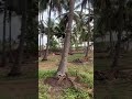 coconut farm sale in coimbatore land for sale agriculture land sale agricultural land sale land