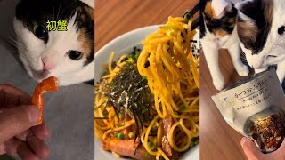 【飯テロ】オッサン料理5品とたまに猫⑩ 5 old man dishes and sometimes a cat⑩