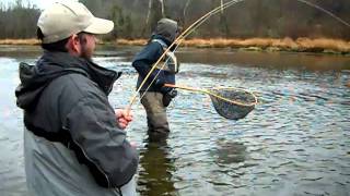 south holston brown trout