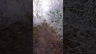 Frosty Walk