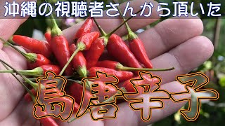 珍しい野菜をチョットだけカジッてみた【沖縄の島唐辛子】