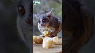 SUPER CUTE..but what is it??- Kids Wild Africa Adventures