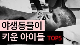 (랭킹박스) 야생동물이 키운 아이들 TOP 5